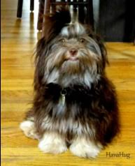 Please be sure to visit my page on how to choose a breeder. Havahug Havanese Puppies Havahug Havanese Puppies Of Michigan