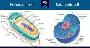 9th Class Science Notes In English Chapter 5 Fundamental Unit Of Life Cell Pdfduniya In 2020 Science Notes Life Cell Prokaryotic Cell