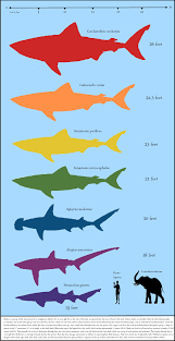 Whale Shark Blue Whale Size Comparison 50272 Newsmov