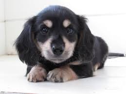 Black And Cream Dachshund Black And Cream Cream Dachshund Miniature Dachshunds Dachshund