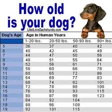 How Old Is Your Dog Dog Ages Dog Age Chart Dog Information