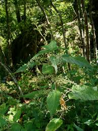 Image result for Laportea ovalifolia