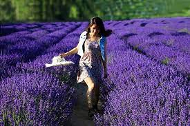 Dried flowers and herbs wholesale uk. Buy Tooget Fragrant Lavender Buds Organic Dried Flowers Wholesale Ultra Blue Grade 1 2 Pound Online In Germany B06xy2ttck
