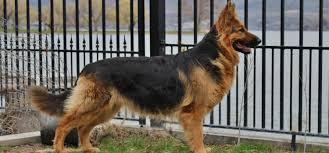 These akc german shepherd puppies come from a world champion bloodline with imported parents! My King Shepherd Dogs