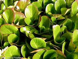Image result for Bergia mossambicensis