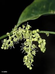 Image result for Opilia amentacea