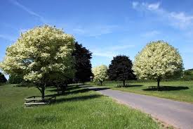 Image result for Vepris drummondii