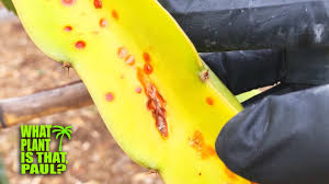 If yes, then please stop looking any further as you have landed on the right page. Dragon Fruit Rust Organic Treatment For Fungal Disease And Cactus Rust Youtube