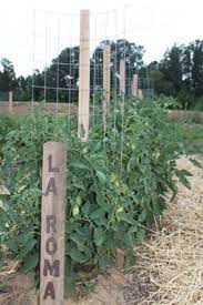 Center the wire grid on the stake, leaving 14″ at the bottom of the stake open. The Best Way To Stake Tomato Plants Ever A New Twist On Diy Stakes