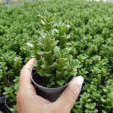 Image result for Monadenium crenatum