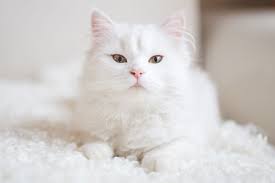 Amongst many others, we support png, jpg, gif, webp and heic. 10 Fakten Uber Weisse Katzen Herz Fuer Tiere De