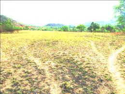 Image result for Dichilus reflexus