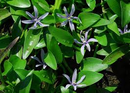 Image result for Heteranthera