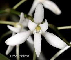 Image result for Mystacidium venosum