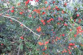 Image result for Pyracantha coccinea red column