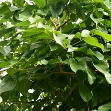 Image result for Strychnos