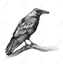 Bird Sitting On Tree Branch Drawing Hand Drawn Crow Isolated On White Background Black Bird Sitting On Tree Branch Raven With Big Beak Side View Pencil Drawing Crows Drawing Black Bird Drawings