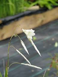 Image result for Dierama formosum