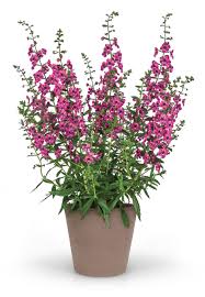 Image result for Angelonia
