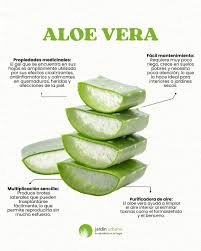 🌿 Aloe vera: belleza, salud y cero complicaciones. Cicatrizante, purificadora, fácil de cuidar y se multiplica sola. El aloe es esa planta que siempre conviene tener cerca. ¿Ya tenés una en casa?
