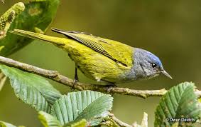 Image result for Kedrostis capensis