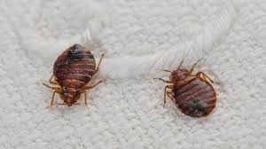 Image result for Bed Bug