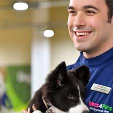 Cavalier King Charles Spaniel Puppy Ginger Charles Cavalier Beaglier  Shedding Health Issues Cavalier Charles