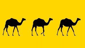 Out in the desert, under the burning sun see the camel walking, having camel fun. Camels Walking Animation On The Stock Footage Video 100 Royalty Free 1030272002 Shutterstock