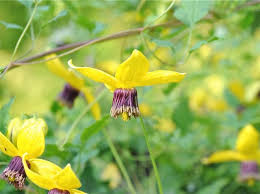 A perfect example is to prune a type 2 clematis as a type 3. Fear Not How To Prune Clematis With Dan Long A Way To Garden