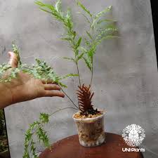 再入荷! Drynaria rigidula `whitei ドリナリア·リギデュラホワイテ...