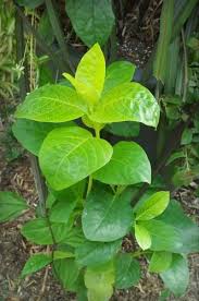Image result for Pseuderanthemum