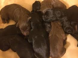 We must admit that this breed can be difficult to. Vizsla Standard Poodle Cross Puppies For Sale In Austin Texas Classified Americanlisted Com