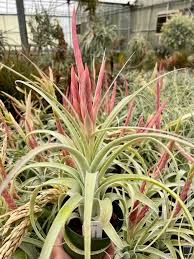 Image result for Heinsia zanzibarica