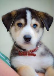 Surprisingly, gsds are actually fairly modern dogs, having their origins in the late 1800s. Newborn Blue Eyes Newborn White German Shepherd Puppies Pets Lovers