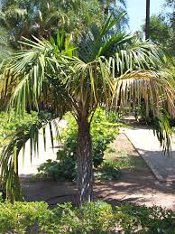 Image result for Syagrus