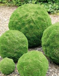 This unique moos moss ball is perfect for filling a bowl or vase on your coffee table. Artificial Moss Ball O 15 Cm Green
