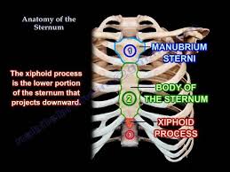 The sternum (or breastbone, latin: Anatomy Of The Sternum Everything You Need To Know Dr Nabil Ebraheim Youtube