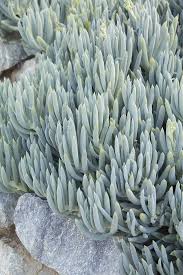 Image result for Senecio cryphiactis