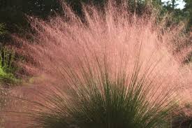 Image result for Eragrostis moggii
