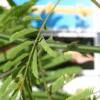Image result for Acacia schweinfurthii