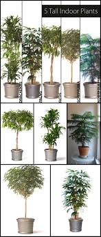 5 Tall Indoor Plants Ambius Us Tall Indoor Plants Plants House Plants Indoor