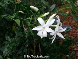 Image result for Jasminum sp. A