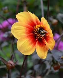 Jeden tag werden tausende neue, hochwertige bilder hinzugefügt. Dahlias 54 Flower Types How To Plant Grow And Care Florgeous