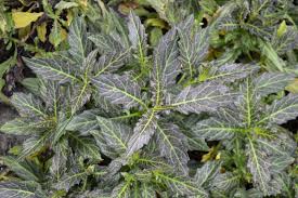 Image result for Gynura pseudochina