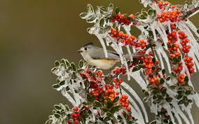 Birds Of Texas Hill Country Pictures Black Crested Titmouse In Texas Hill Country C Rolf Nussbaumer Minden Pictures Great Backyard Bird Count Backyard Birds Titmouse
