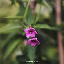 Image result for Jasminum beesianum