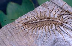 How to prevent millipedes and centipedes. Why You Should Never Kill A House Centipede What Do House Centipedes Look Like