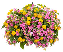 Image result for Jamesbrittenia