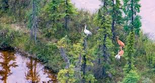 There are plenty of places to stay in the buffalo river national park region. Wood Buffalo National Park Home Facebook