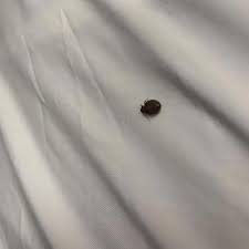 Last night we found this in our bed and my husband and I are freaking out. A couple of days ago, we spotted something thing on my kid's clothes. What is it?